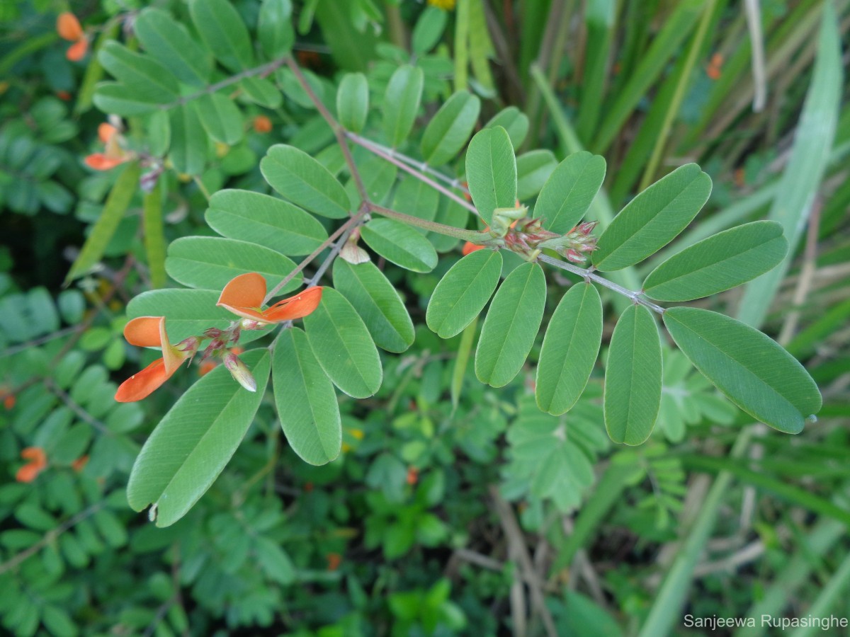 Tephrosia tinctoria (L.) Pers.